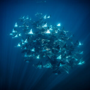 Mobula ray school glowing under sun rays, vertical framing, Baja California Sur, Mexico