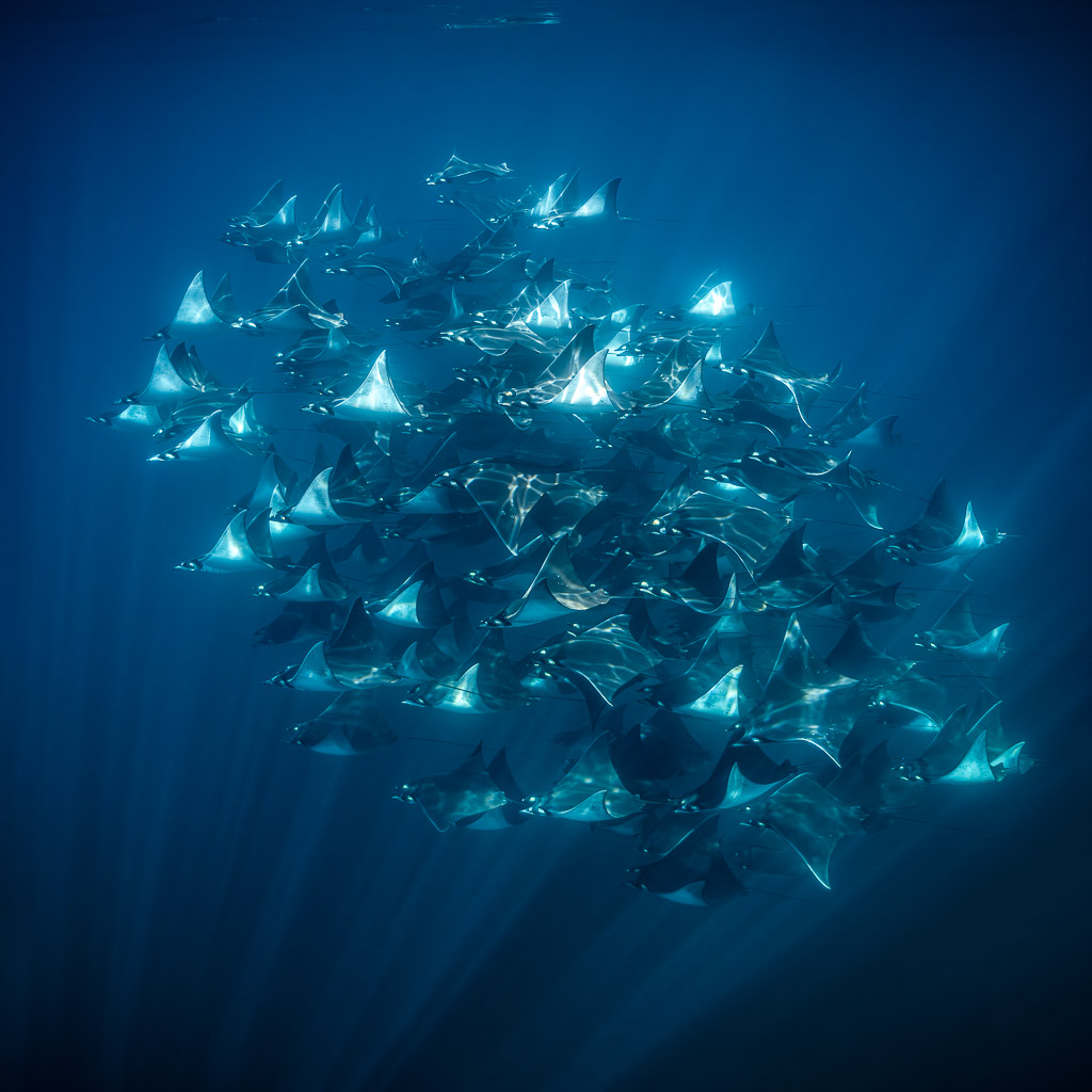 Banc de raies mobula lumineux sous les rayons du soleil, cadrage vertical, Basse-Californie du Sud, Mexique