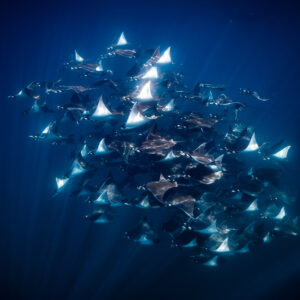 Mobula ray school seen from below with sunlit wingtips, Baja California Sur, Mexico