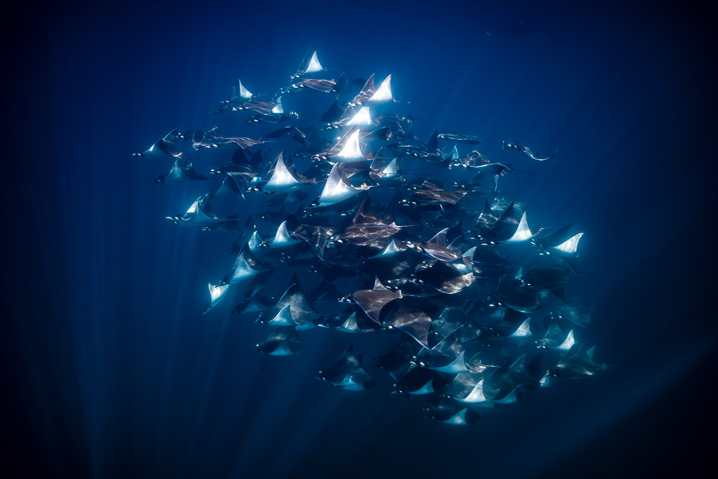 Mobula ray school seen from below with sunlit wingtips, Baja California Sur, Mexico