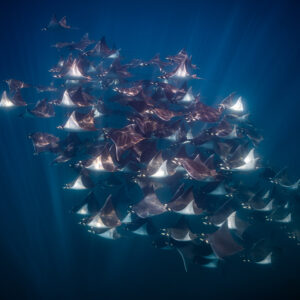 Mobula ray school drifting to the left with pinkish backs, Baja California Sur, Mexico