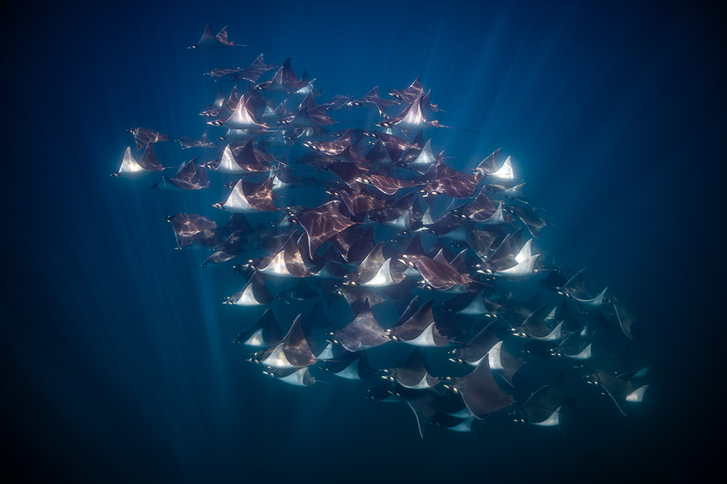 Banc de raies mobula dérivant vers la gauche, dos rosés, Basse-Californie du Sud, Mexique