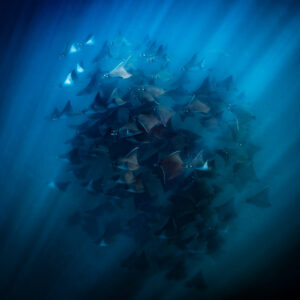 Dark mass of mobula rays under radiating light beams, vertical framing, Baja California Sur, Mexico