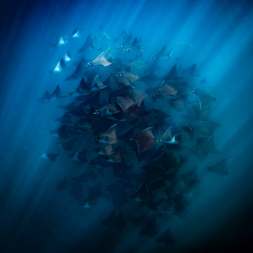 Dark mass of mobula rays under radiating light beams, vertical framing, Baja California Sur, Mexico
