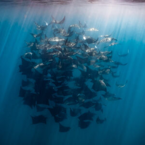 Column of mobula rays rising toward the surface, square format, Baja California Sur, Mexico