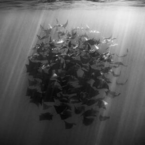 Black-and-white image of a mobula ray column beneath the surface, Baja California Sur, Mexico