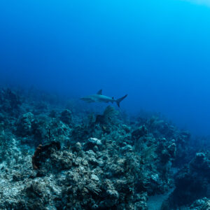 Distant Caribbean reef shark cruising over a rugged reef slope in blue water, Grand Bahama, Bahamas