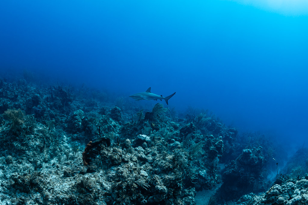 Distant Caribbean reef shark cruising over a rugged reef slope in blue water, Grand Bahama, Bahamas