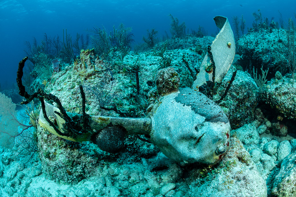 Coral-encrusted aircraft engine and propeller blade lying on a reef, Grand Bahama, Bahamas