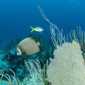Ange gris et vivaneau queue jaune à côté d’une gorgone sur le récif, Grand Bahama, Bahamas