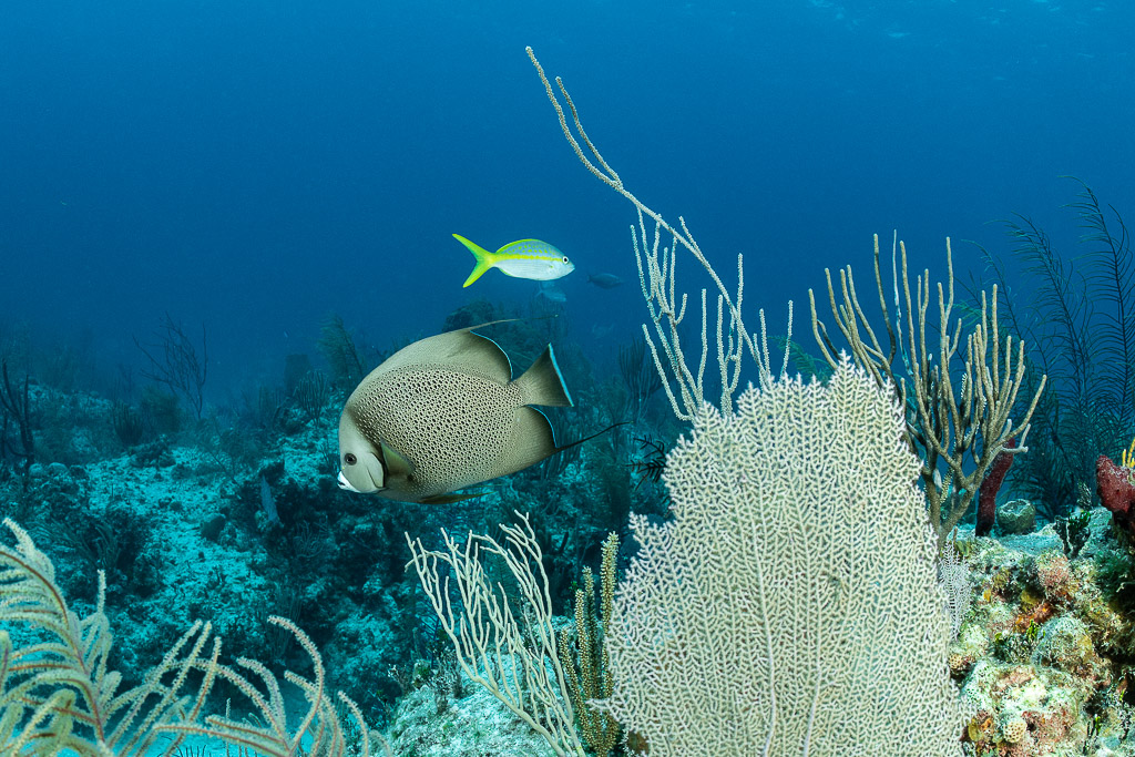 Ange gris et vivaneau queue jaune à côté d’une gorgone sur le récif, Grand Bahama, Bahamas