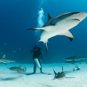 Caribbean reef shark passing over a feeder in chain mail, sharks circling, Shark Junction, Grand Bahama, Bahamas