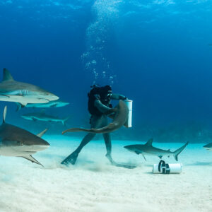Feeder in chain mail holding bait tube among circling Caribbean reef sharks, Shark Junction, Grand Bahama, Bahamas