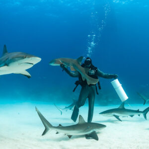 Feeder with bait tube lifting a nurse shark as reef sharks pass, Shark Junction, Grand Bahama, Bahamas