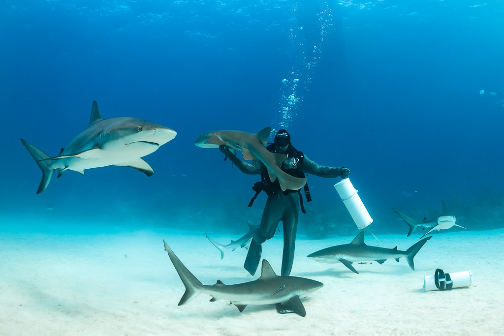 Feeder with bait tube lifting a nurse shark as reef sharks pass, Shark Junction, Grand Bahama, Bahamas