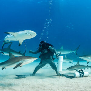 Caribbean reef sharks swirling around a feeder standing on white sand, Shark Junction, Grand Bahama, Bahamas