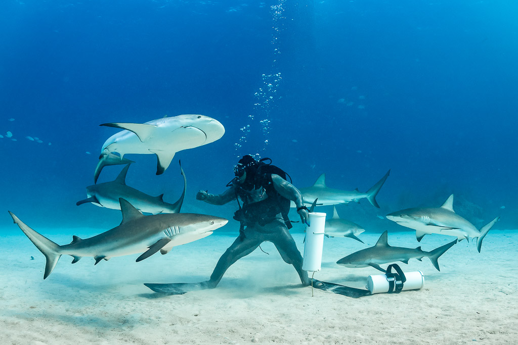 Requins de récif des Caraïbes tourbillonnant autour d’un nourrisseur debout sur le sable blanc, Shark Junction, Grand Bahama, Bahamas
