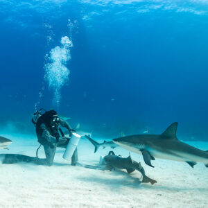 Feeder kneeling on sand with a nurse shark and reef sharks nearby, Shark Junction, Grand Bahama, Bahamas