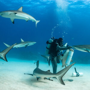 Reef sharks circling a feeder, one shark sweeping low in foreground, Shark Junction, Grand Bahama, Bahamas