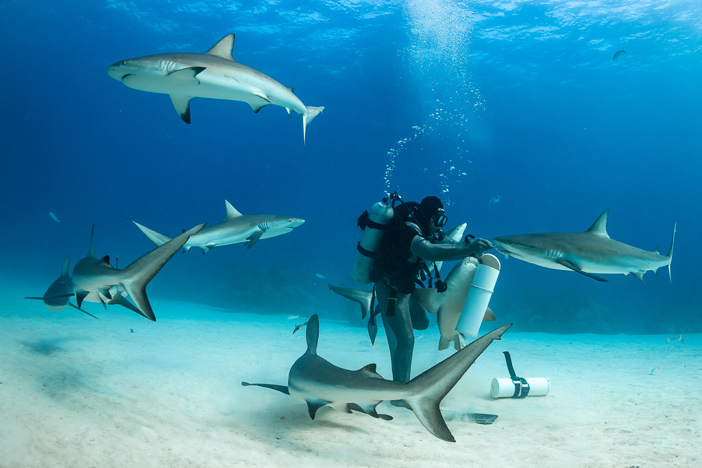 Reef sharks circling a feeder, one shark sweeping low in foreground, Shark Junction, Grand Bahama, Bahamas