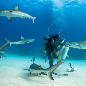 Feeder surrounded by five Caribbean reef sharks at mid-water and on sand, Shark Junction, Grand Bahama, Bahamas