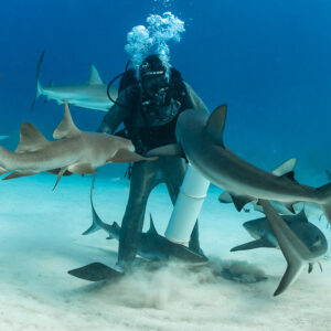 Nurse shark and reef shark crowding a feeder in a cloud of sand, Shark Junction, Grand Bahama, Bahamas