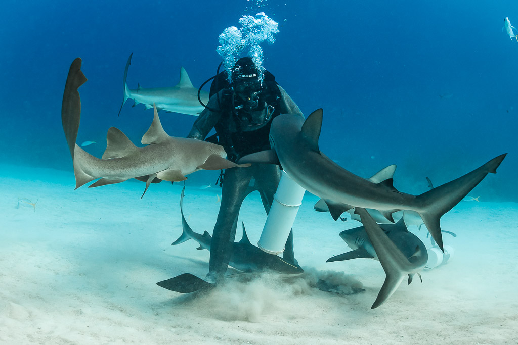 Nurse shark and reef shark crowding a feeder in a cloud of sand, Shark Junction, Grand Bahama, Bahamas