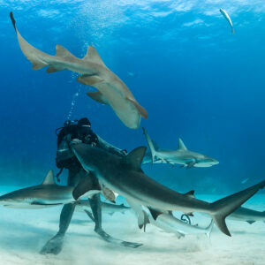Nurse shark swimming overhead while reef sharks press against the feeder, Shark Junction, Grand Bahama, Bahamas