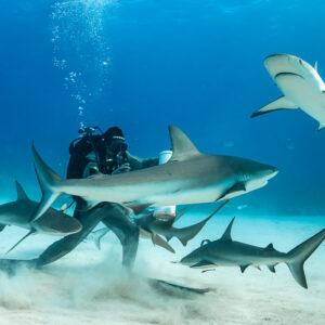 Reef shark banking over the feeder, sharks stirring sand below, Shark Junction, Grand Bahama, Bahamas
