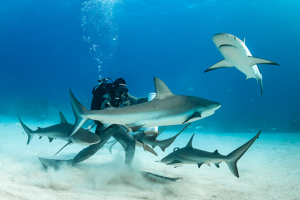 Reef shark banking over the feeder, sharks stirring sand below, Shark Junction, Grand Bahama, Bahamas