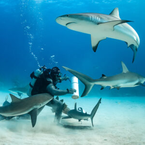 Ventre d’un requin de récif au-dessus du nourrisseur accroupi, les autres se ruant sur l’appât, Shark Junction, Grand Bahama, Bahamas