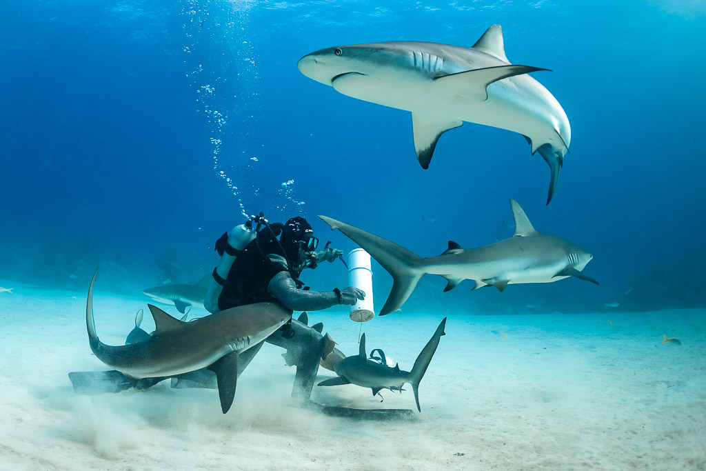 Ventre d’un requin de récif au-dessus du nourrisseur accroupi, les autres se ruant sur l’appât, Shark Junction, Grand Bahama, Bahamas