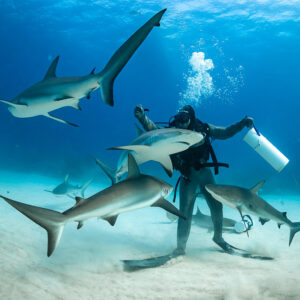 Reef sharks diving toward the feeder holding the bait tube aloft, Shark Junction, Grand Bahama, Bahamas