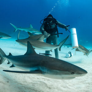 Close reef shark gliding over sand in front of the standing feeder, Shark Junction, Grand Bahama, Bahamas
