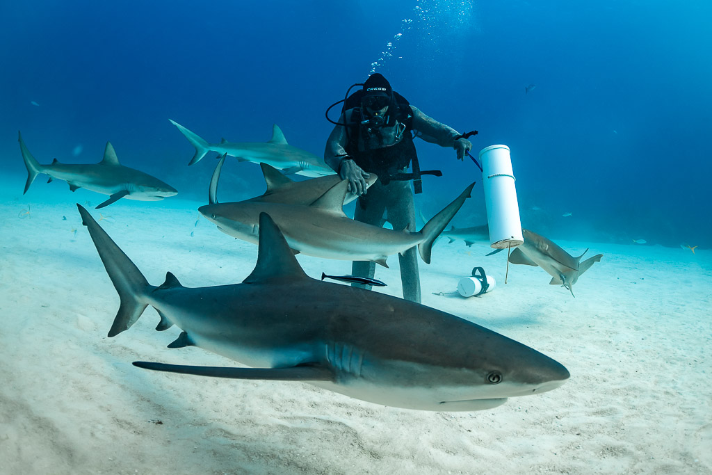 Close reef shark gliding over sand in front of the standing feeder, Shark Junction, Grand Bahama, Bahamas