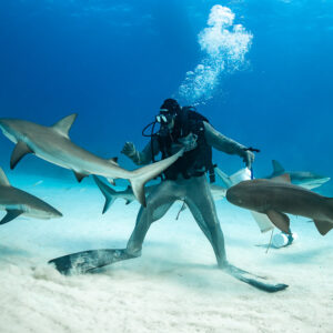 Feeder between a reef shark and a nurse shark, bubbles rising, Shark Junction, Grand Bahama, Bahamas