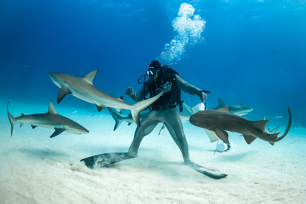 Feeder between a reef shark and a nurse shark, bubbles rising, Shark Junction, Grand Bahama, Bahamas