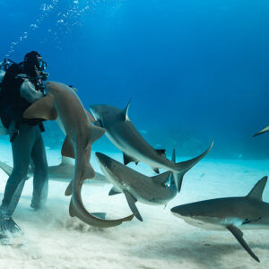 Feeder cradling a nurse shark while reef sharks swim close, Shark Junction, Grand Bahama, Bahamas