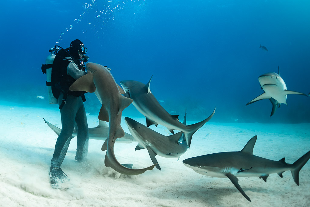 Feeder cradling a nurse shark while reef sharks swim close, Shark Junction, Grand Bahama, Bahamas