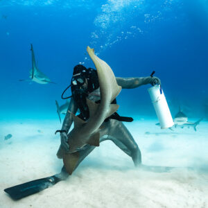 Feeder holding a nurse shark upright against his chain mail suit, Shark Junction, Grand Bahama, Bahamas