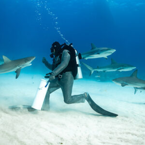 Feeder striding across sand with bait tube amid a line of reef sharks, Shark Junction, Grand Bahama, Bahamas