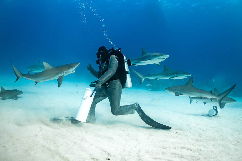 Feeder striding across sand with bait tube amid a line of reef sharks, Shark Junction, Grand Bahama, Bahamas