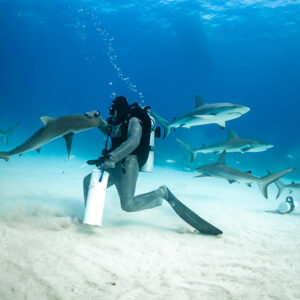 Reef shark nosing toward the feeder’s hand as others patrol behind, Shark Junction, Grand Bahama, Bahamas