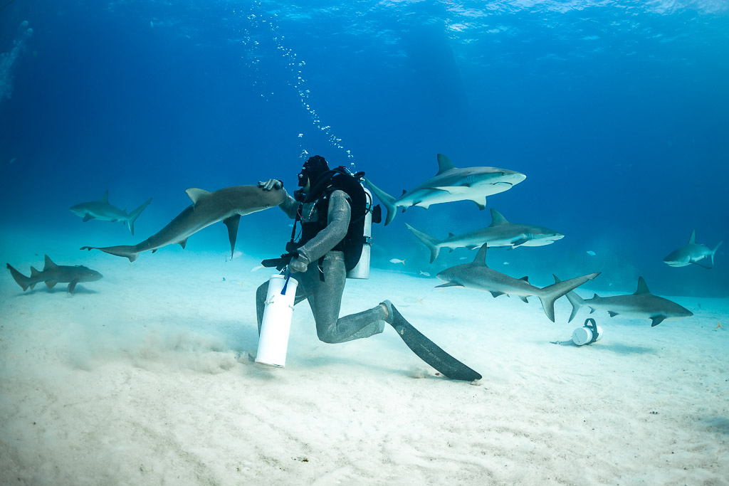 Requin de récif approchant la main du nourrisseur, d’autres patrouillant derrière, Shark Junction, Grand Bahama, Bahamas
