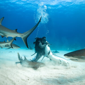Reef sharks spiralling around a kneeling feeder in stirred-up sand, Shark Junction, Grand Bahama, Bahamas