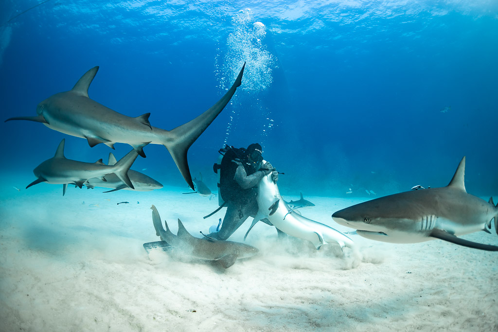 Reef sharks spiralling around a kneeling feeder in stirred-up sand, Shark Junction, Grand Bahama, Bahamas