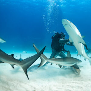 Reef shark rising vertically in front of the feeder among swirling sharks, Shark Junction, Grand Bahama, Bahamas