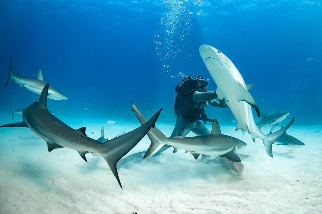 Reef shark rising vertically in front of the feeder among swirling sharks, Shark Junction, Grand Bahama, Bahamas