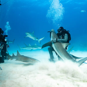 Vidéastes filmant un nourrisseur aux prises avec un requin de récif dans un nuage de sable, Shark Junction, Grand Bahama, Bahamas