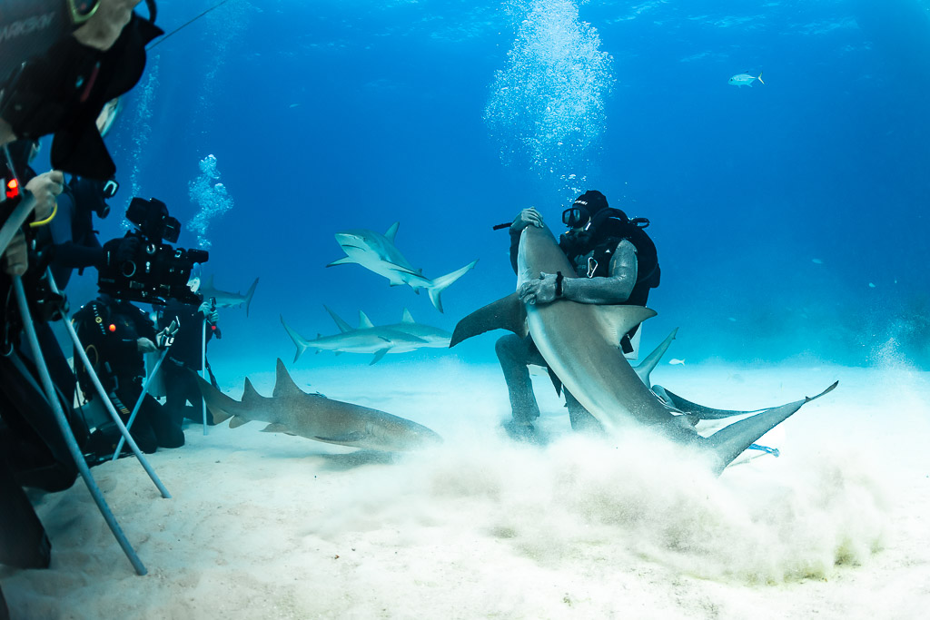 Videographers filming a feeder grappling a reef shark in a sand cloud, Shark Junction, Grand Bahama, Bahamas